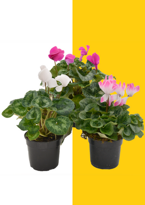 Florist Cyclamen 14cm