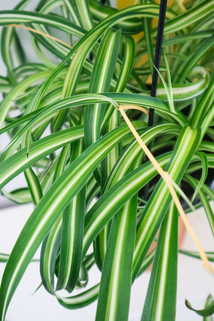 Spider Plant | Shop Happy Indoor Plants Online 🌿 – Happy Life Plants