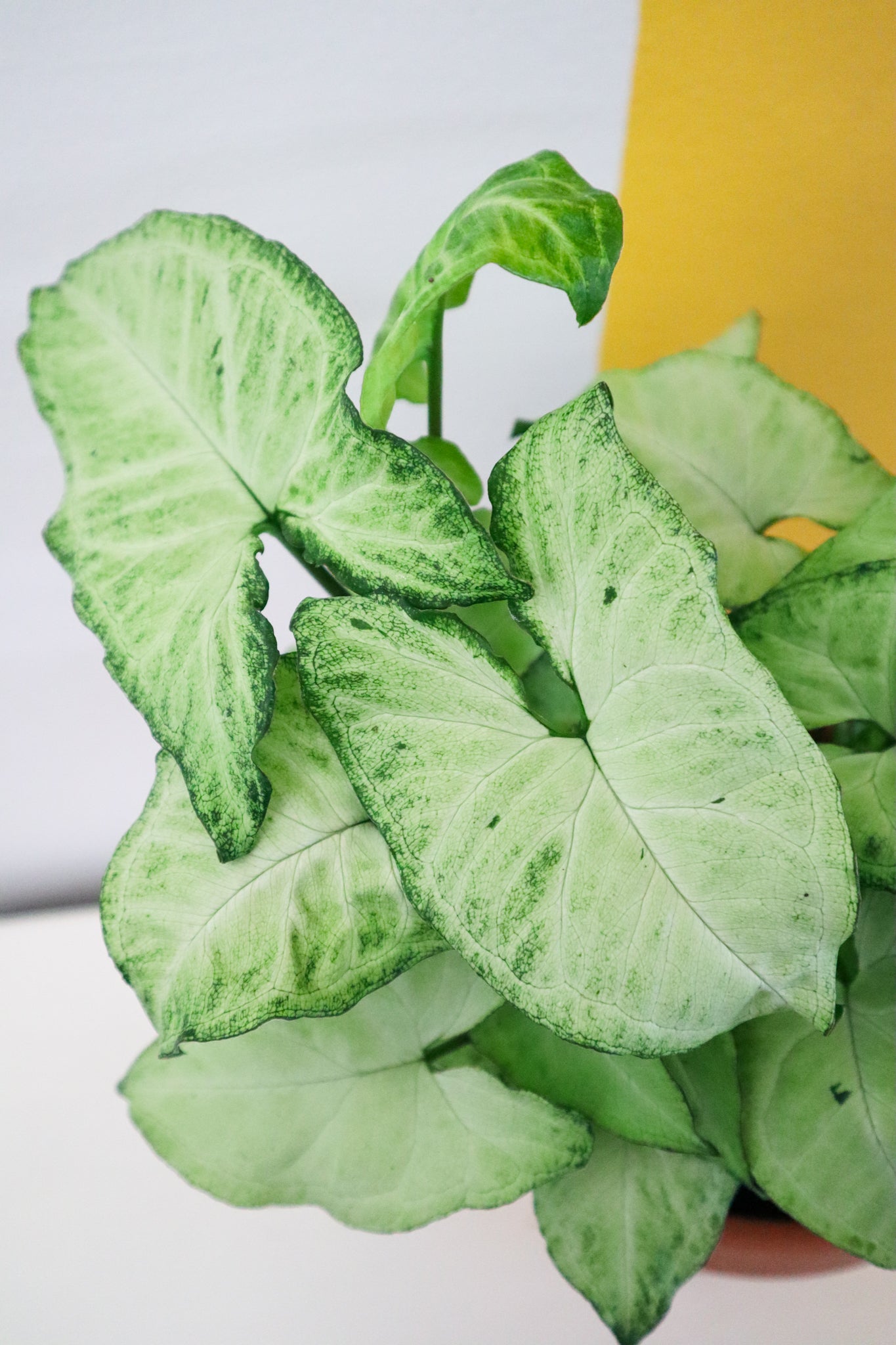 White Butterfly Arrowhead Plant Shop Indoor Happy Plants Online 🌿